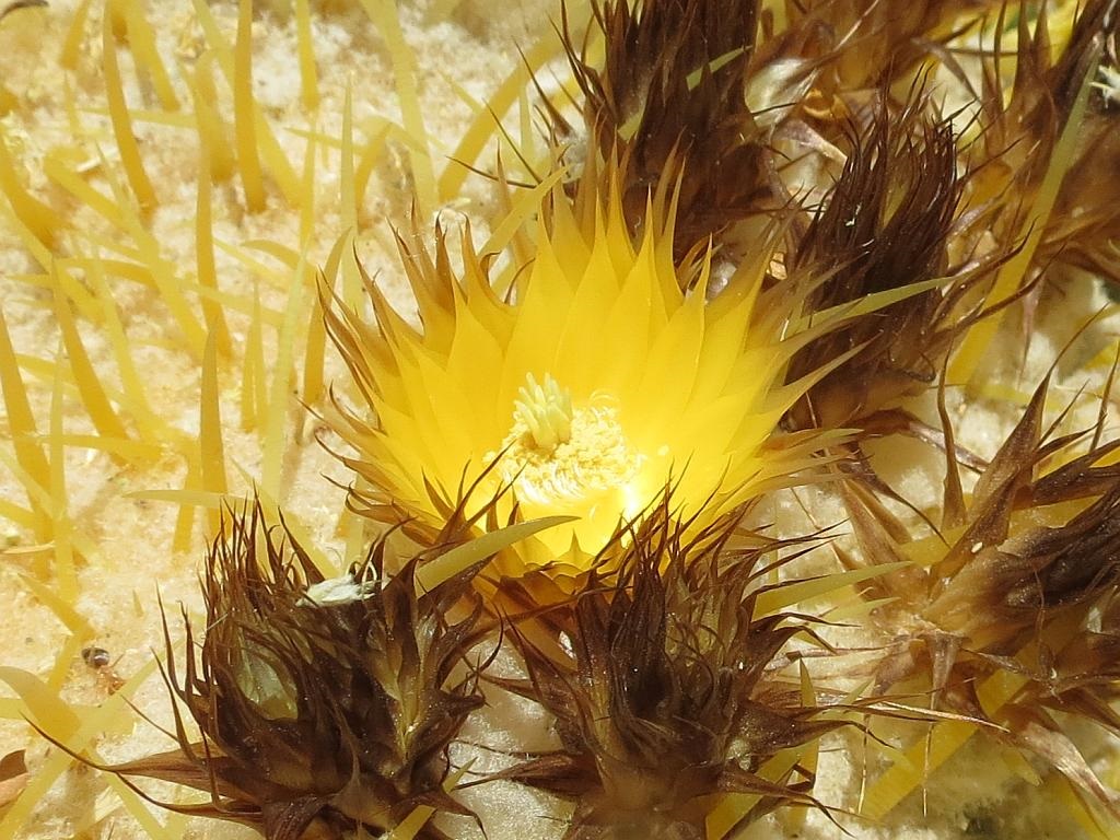 Golden Barrel Cactus Flower