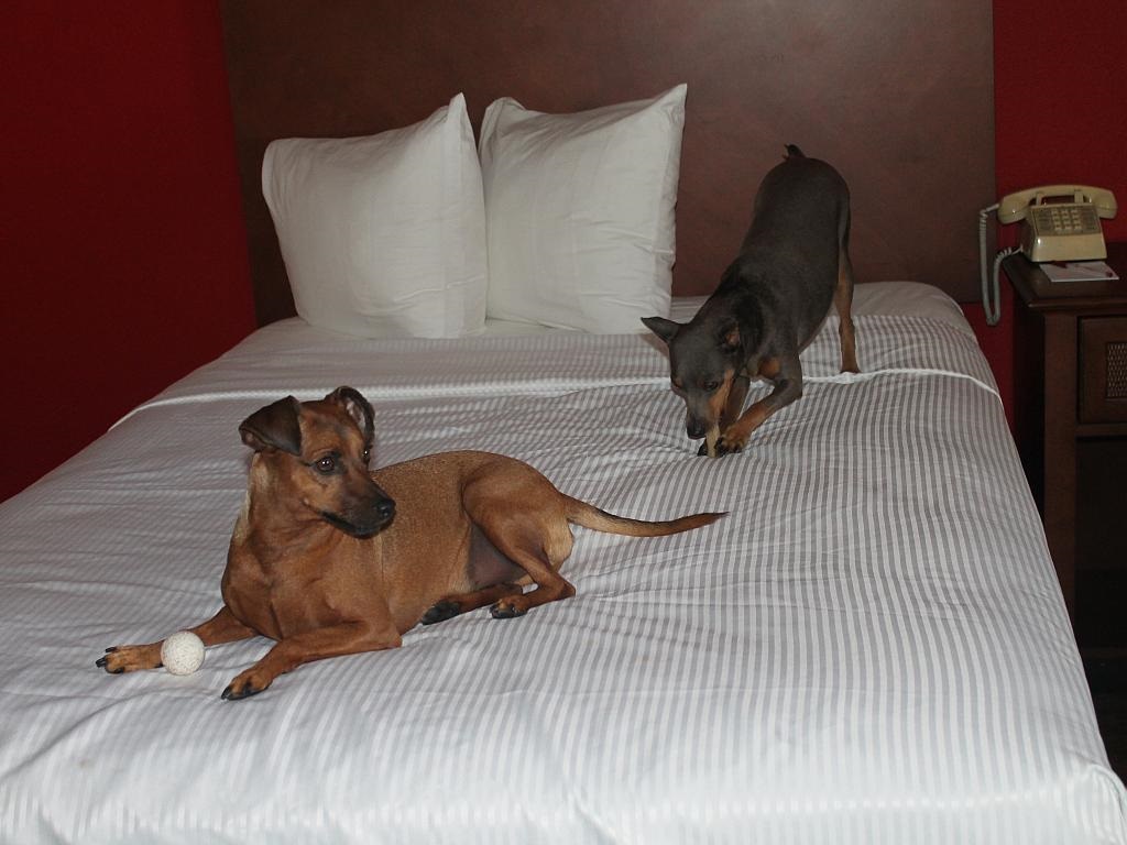 Hotel Dogs