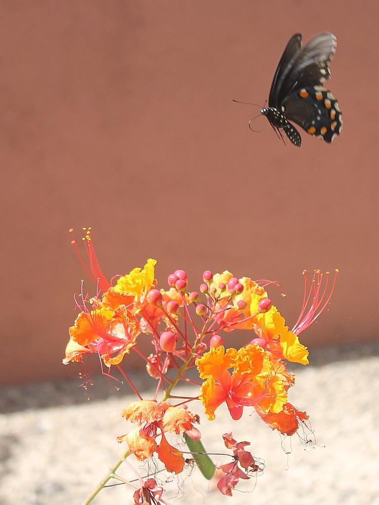 Butterfly and Red Bird