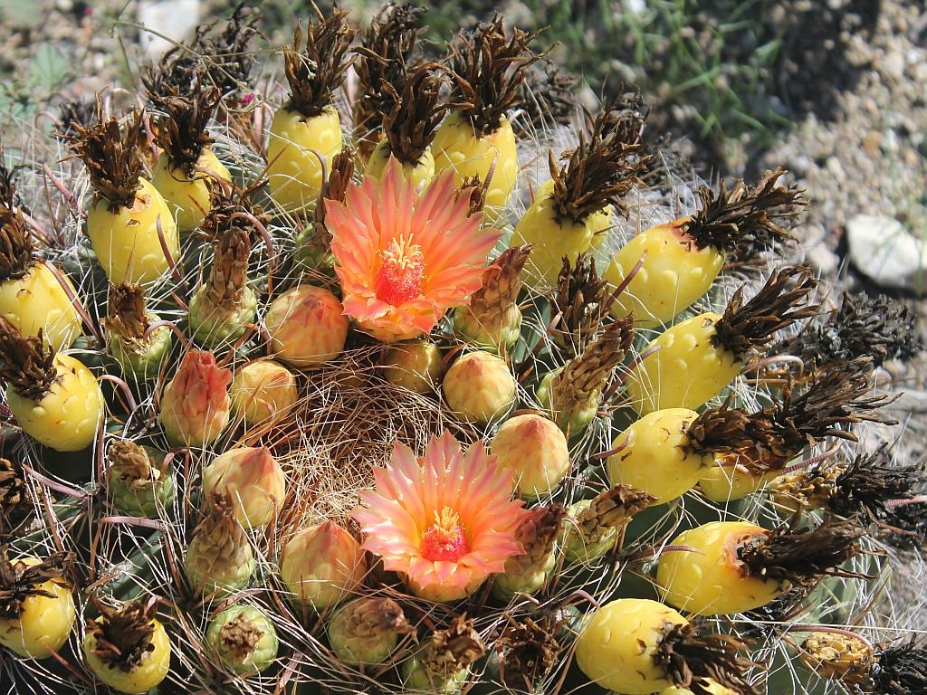Barrel Cactus Flowers