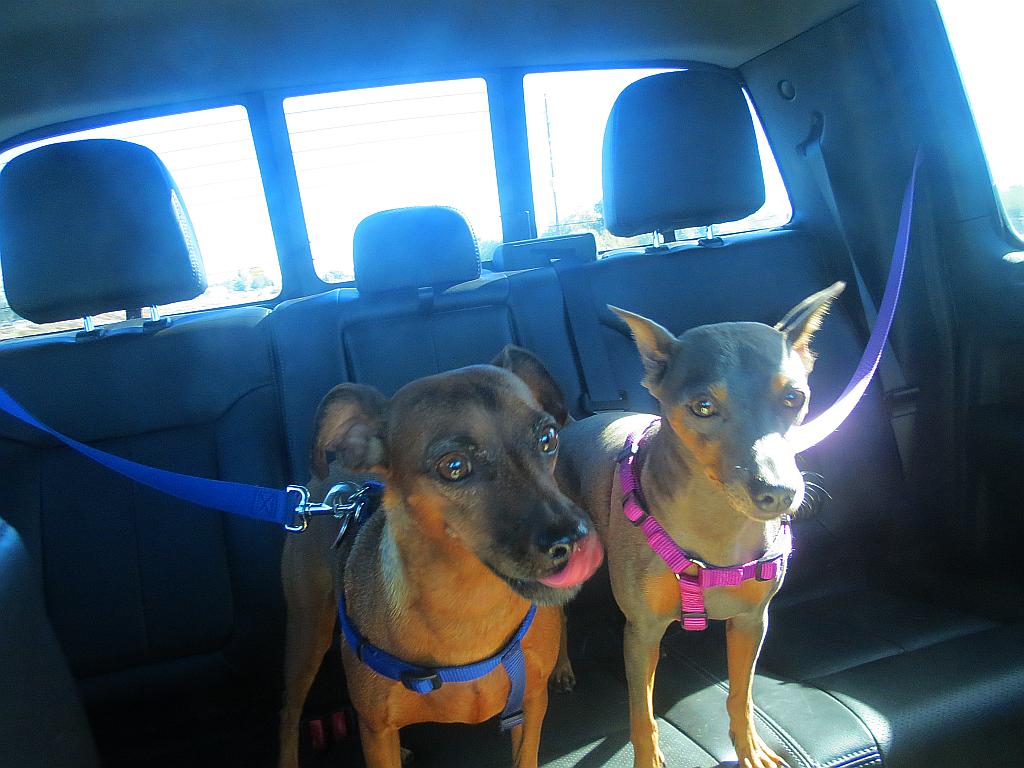 Travel Dogs