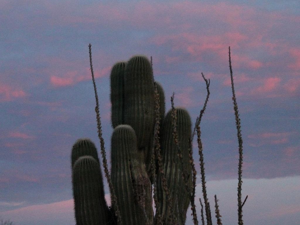 Cactus and Eastern Sky at Sundown