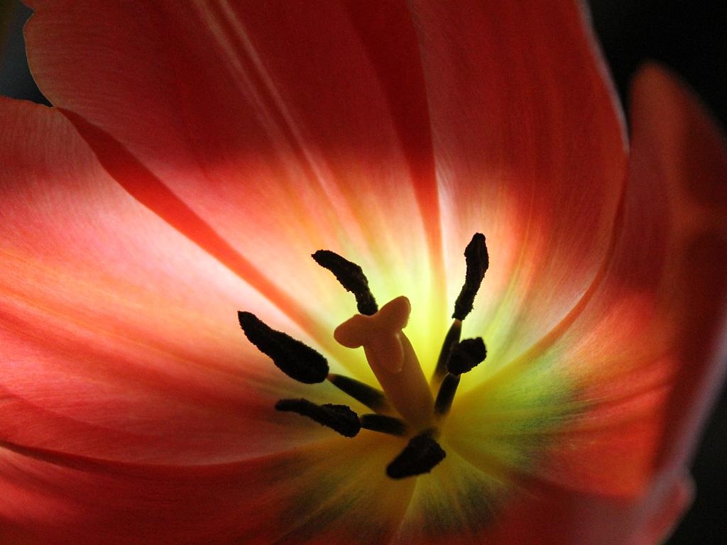 Back-lighted Tulip