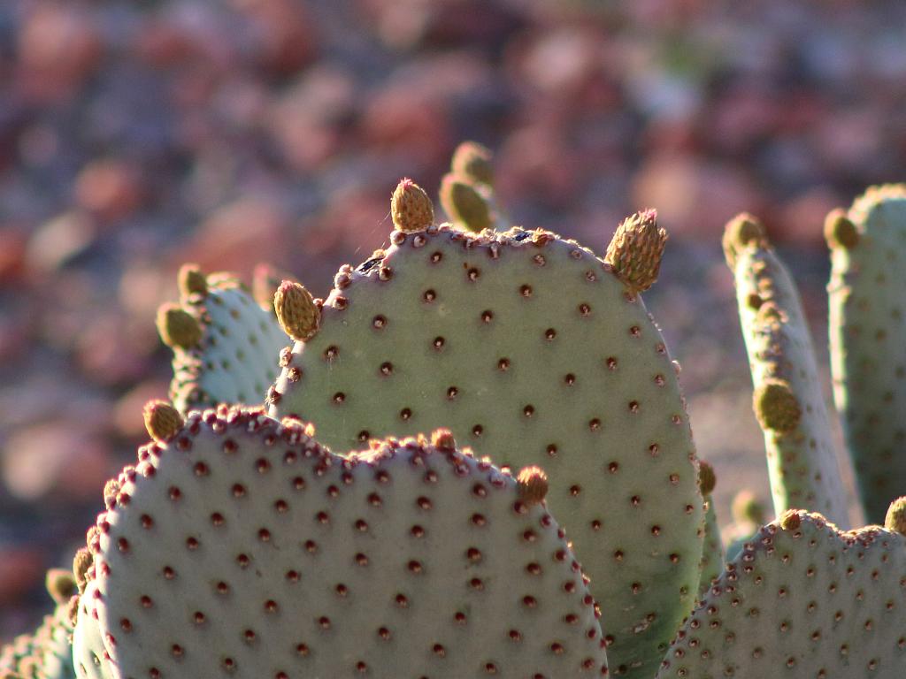 Flower Buds on Beavertail Cactus