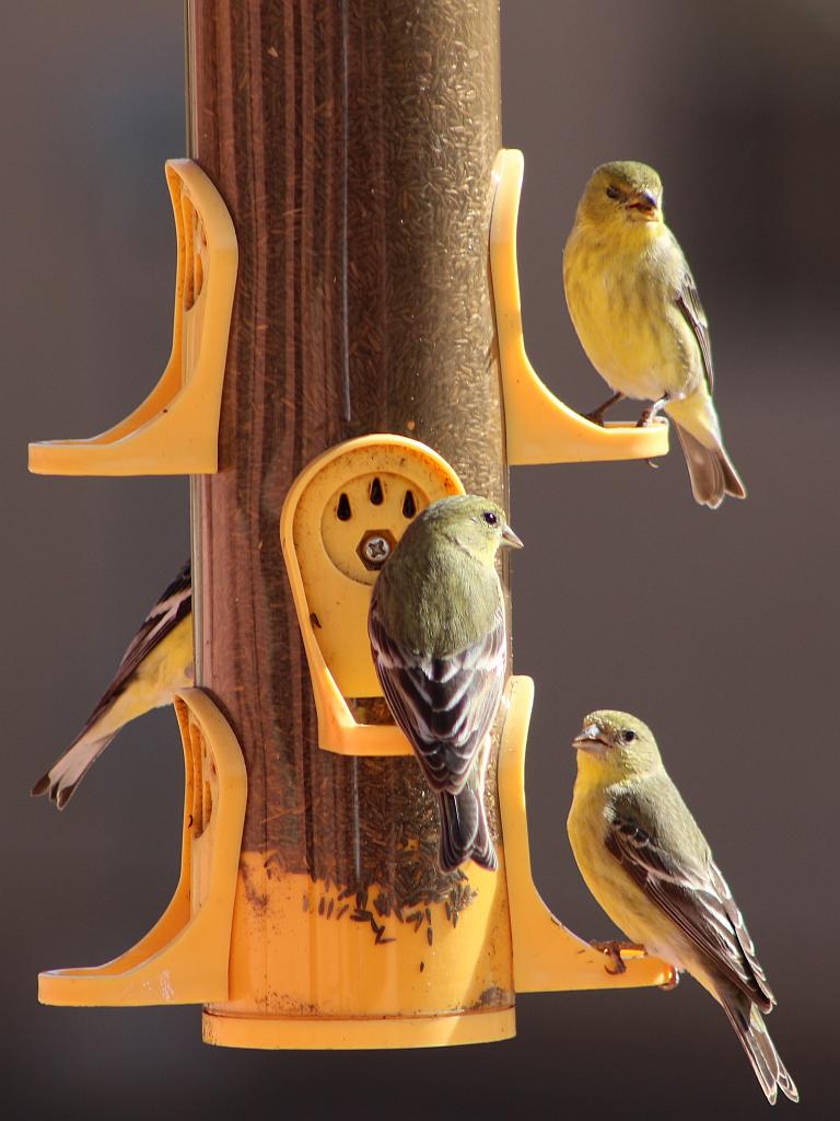 Goldfinches at the Feeder