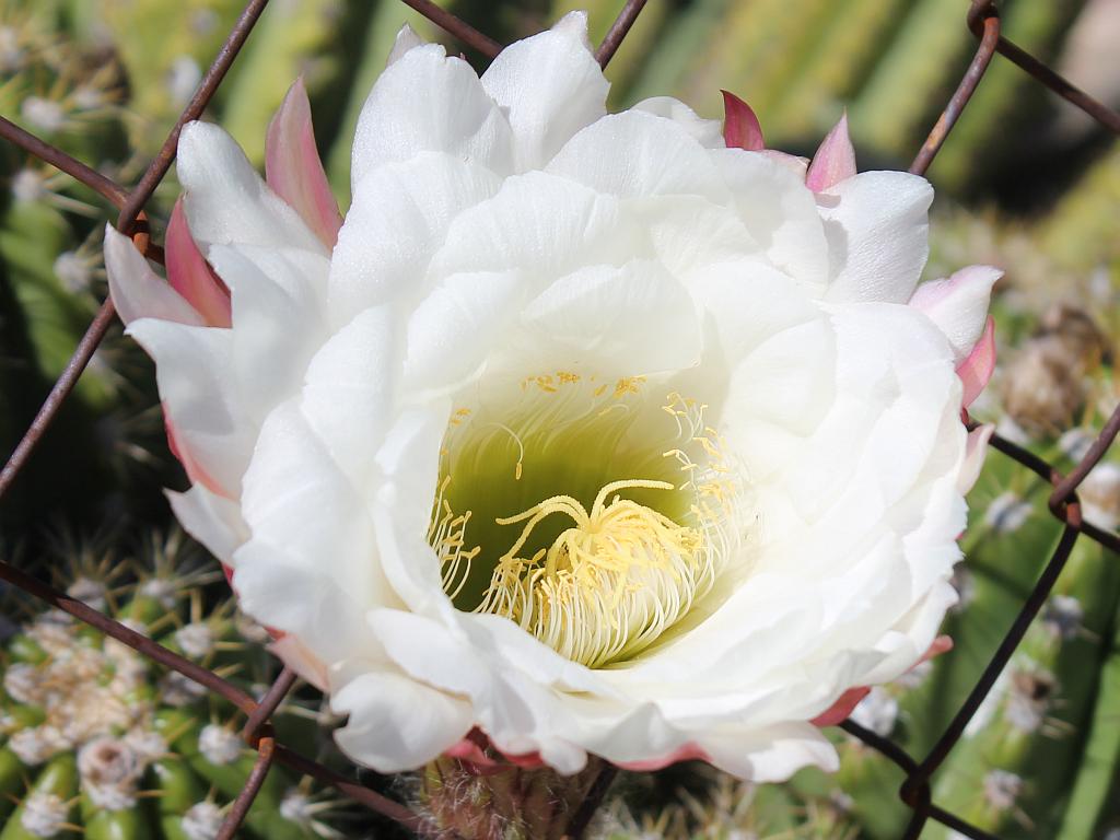 Argentine Giant Flower