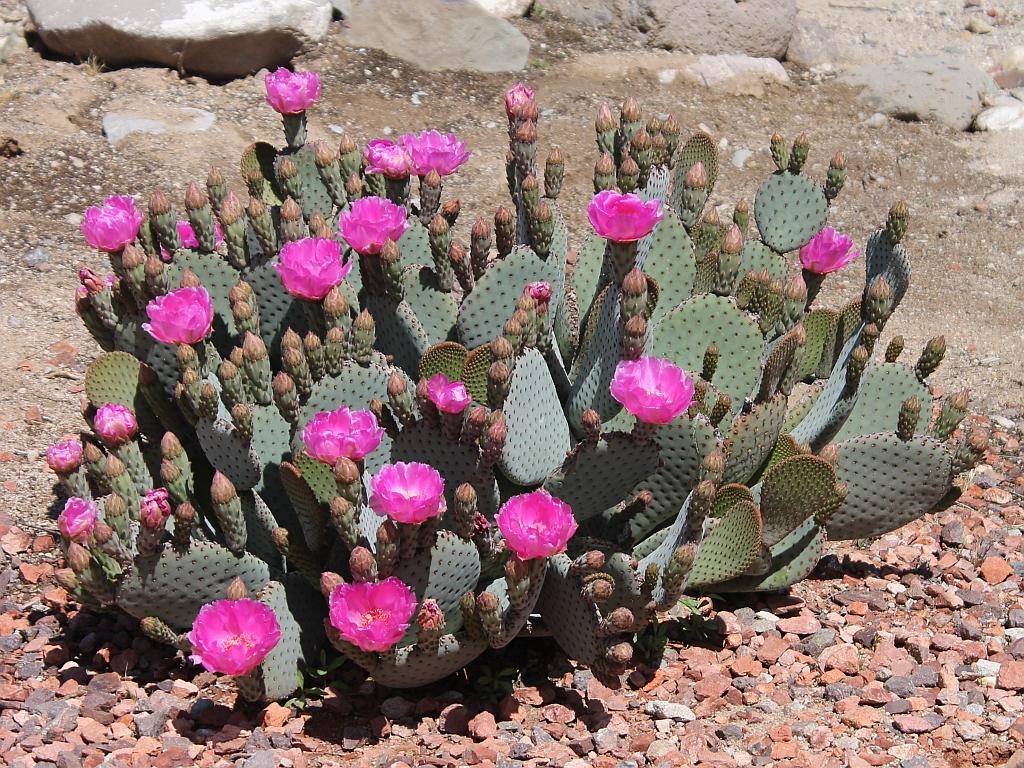 Beavertail Cactus First Day of Spring