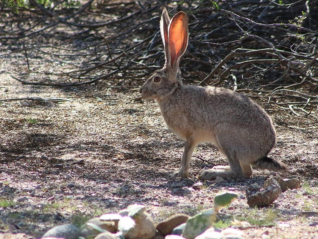 Wascally Wabbit