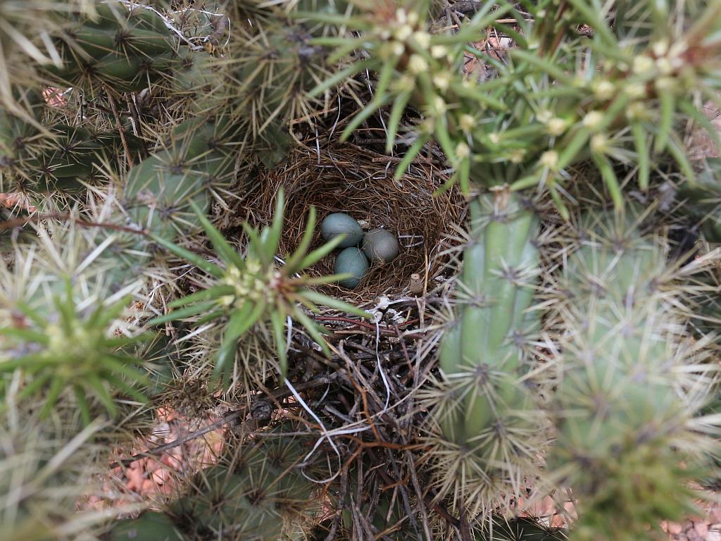 Cactus Nest