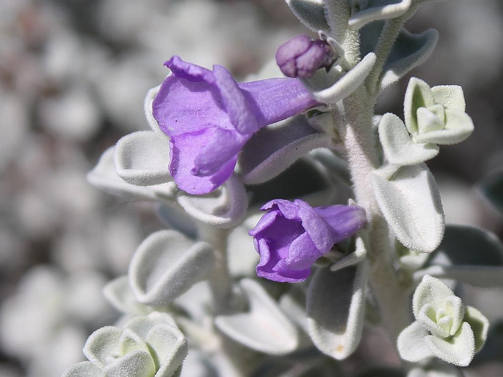 Cimarron Sage Flowers