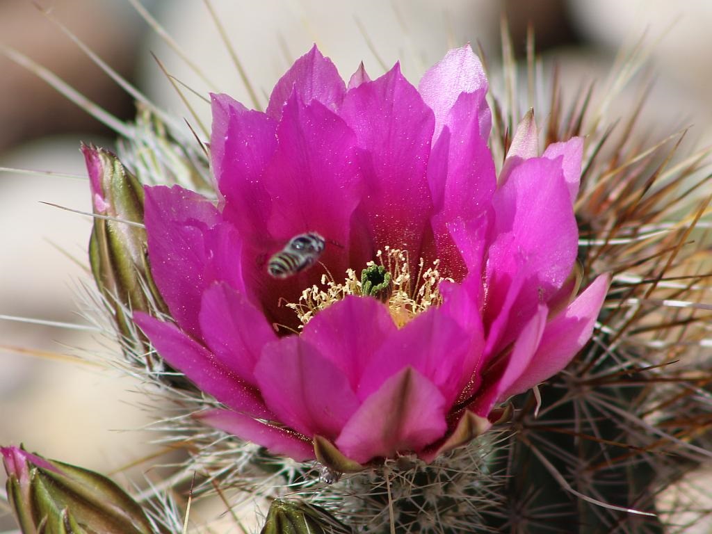 Echinocereus Pollinator