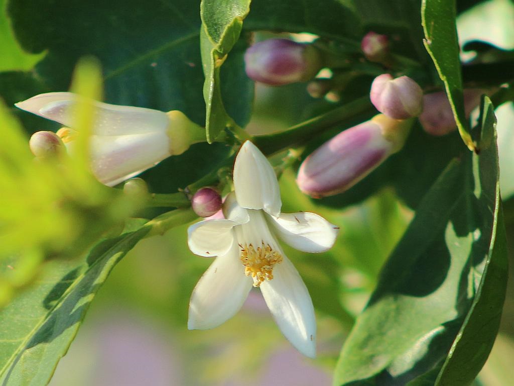 Lemon Blossoms