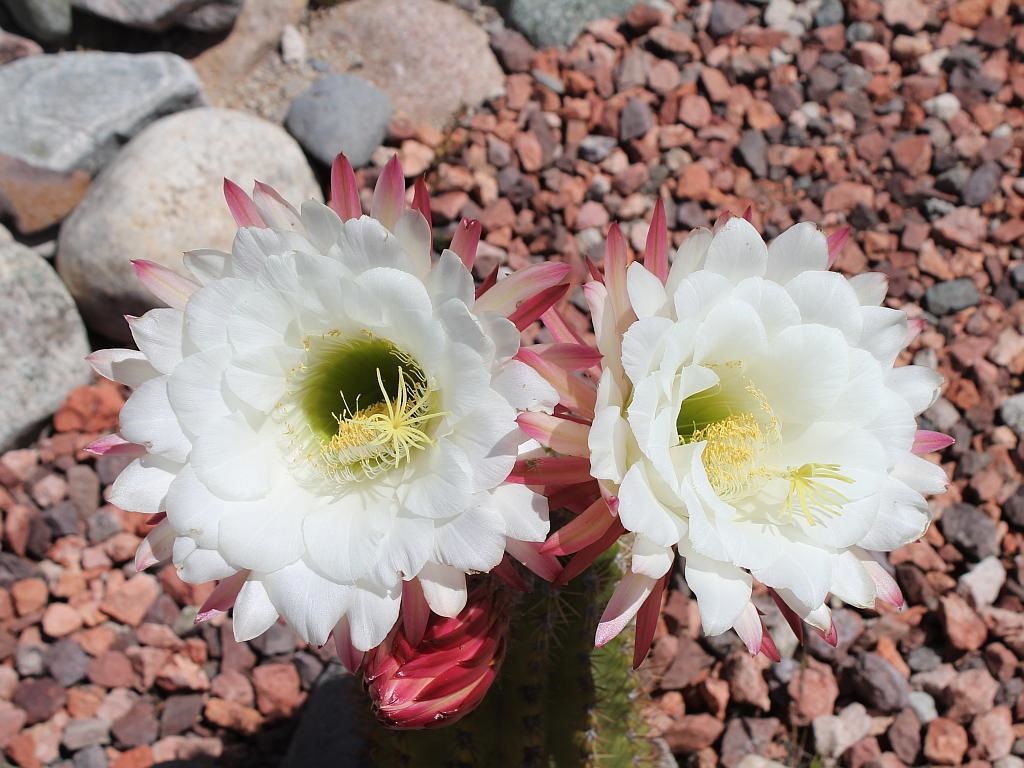 Argentine Giant Cactus Flowers