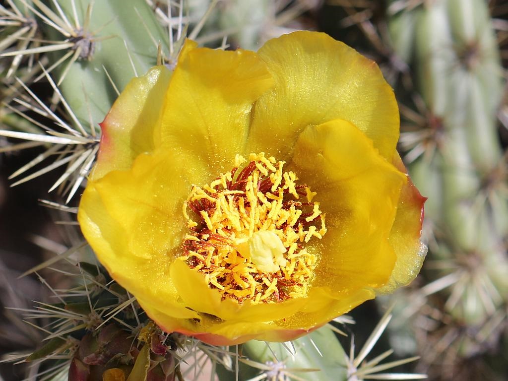 Outback Cholla Flower