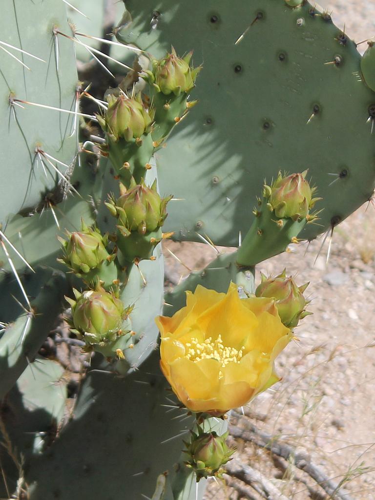 Prickly Pear Cactus Flowers