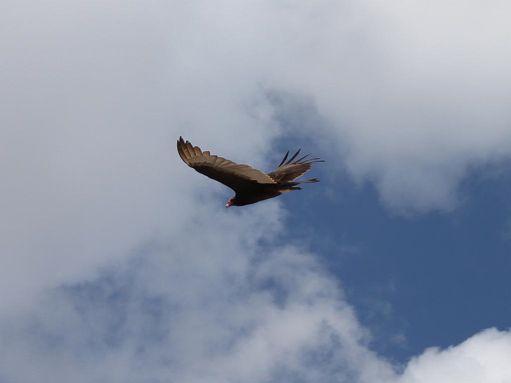 Turkey Buzzard Aloft