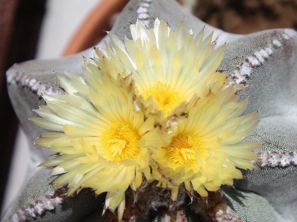 Bishop’s Cap Flowers