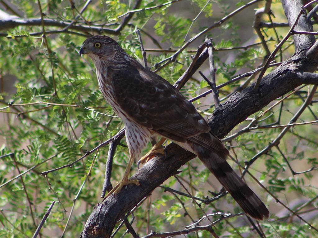 Hawk in the Mesquite Tree