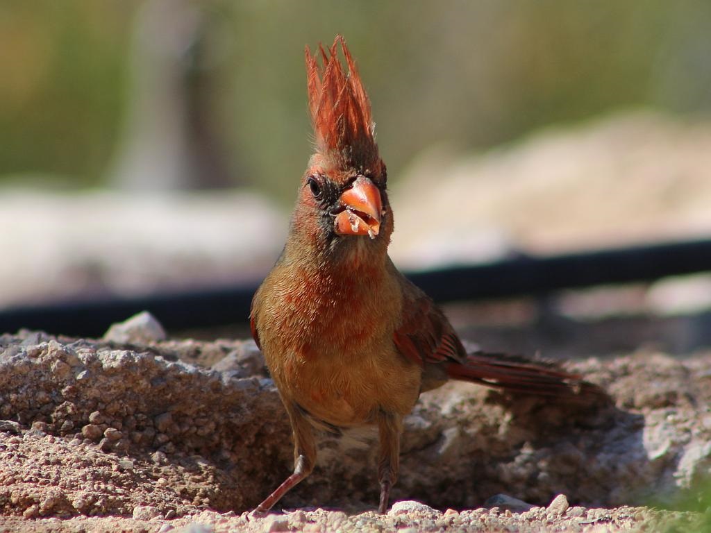 A Juvenile Cardinal