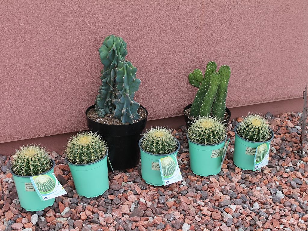 Cacti for Mothers Day