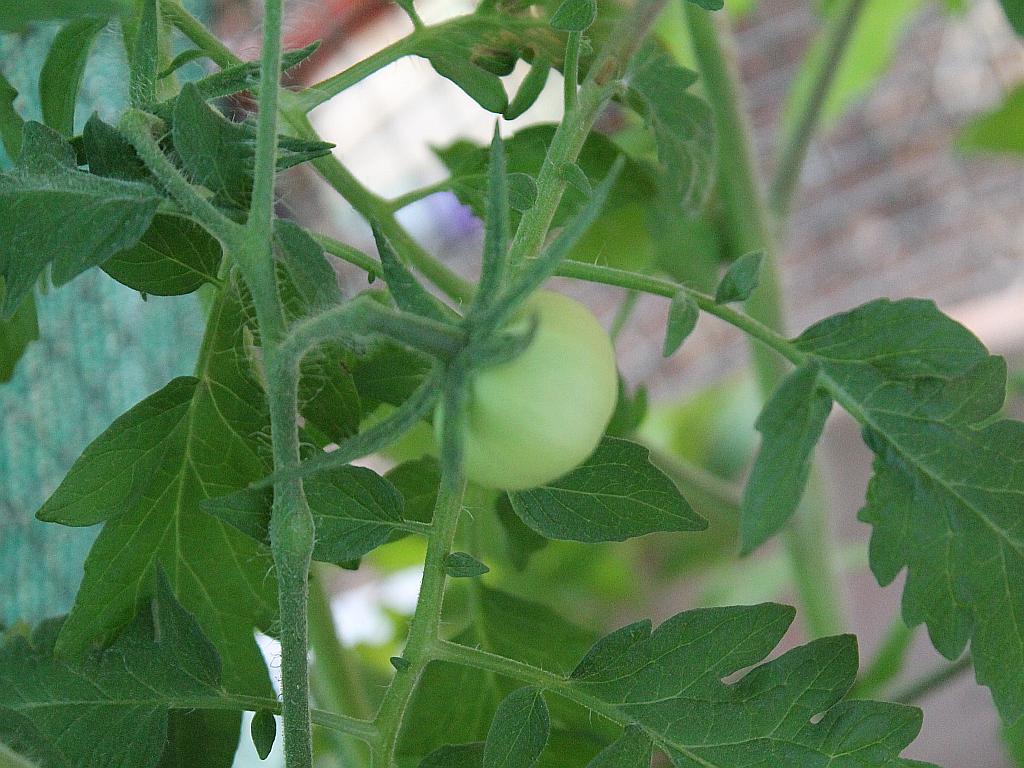 Tomatoes Coming Soon
