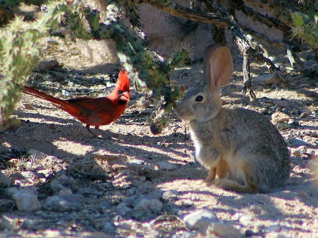 Cardinal and Cottontail