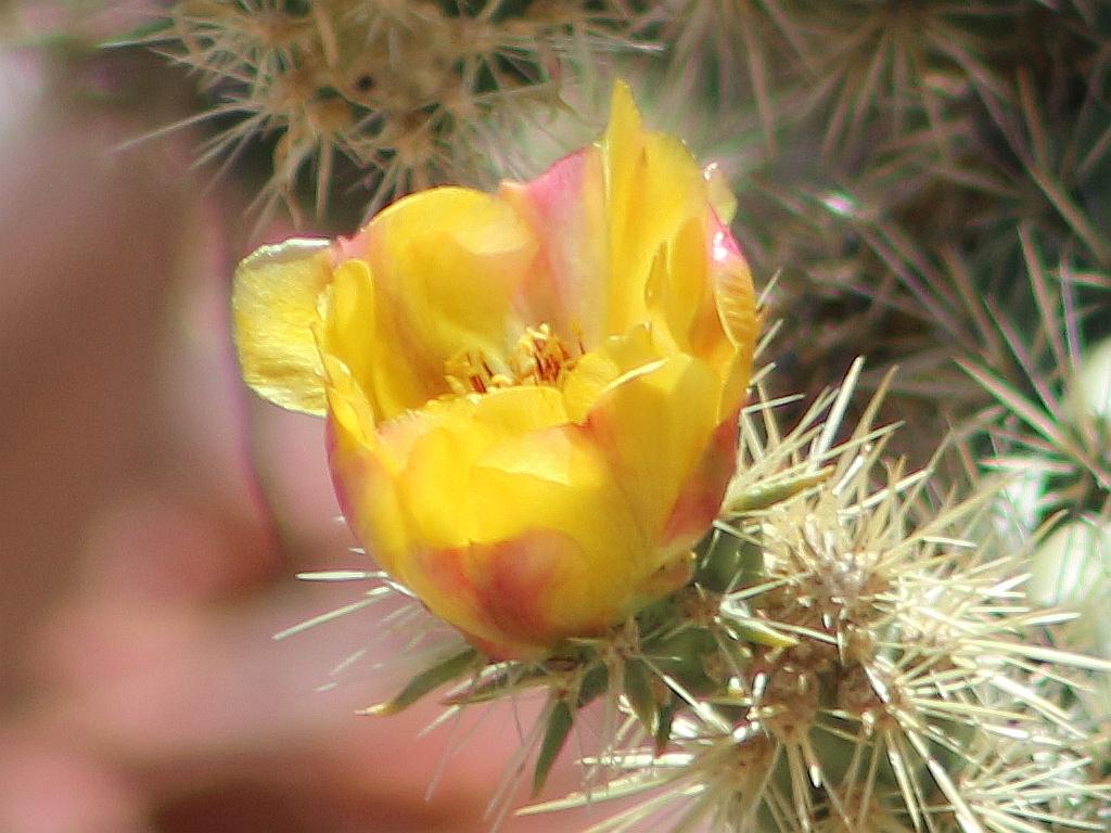 Late Cholla Flower