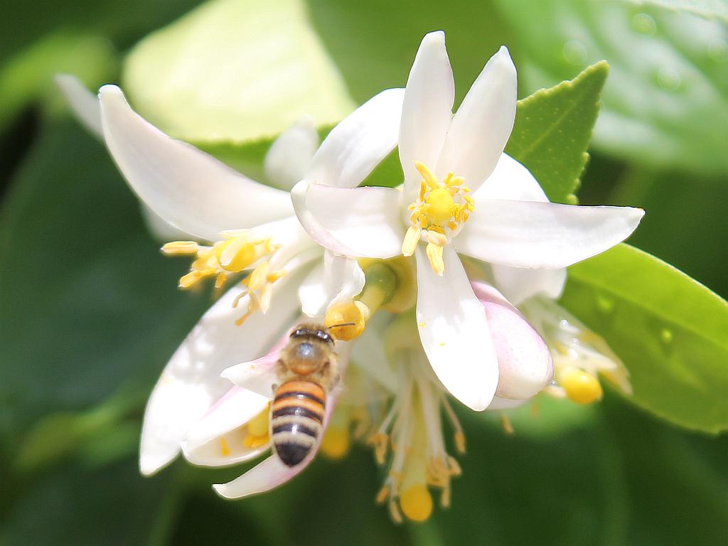 Lemon Blossom Pollinator