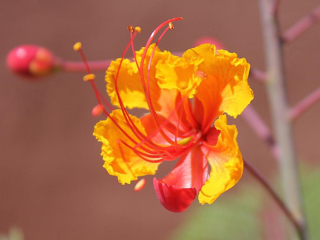 First Red Bird Flower