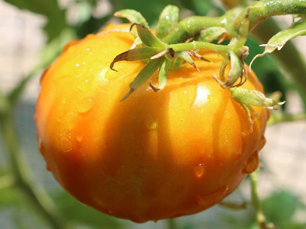 Tomato