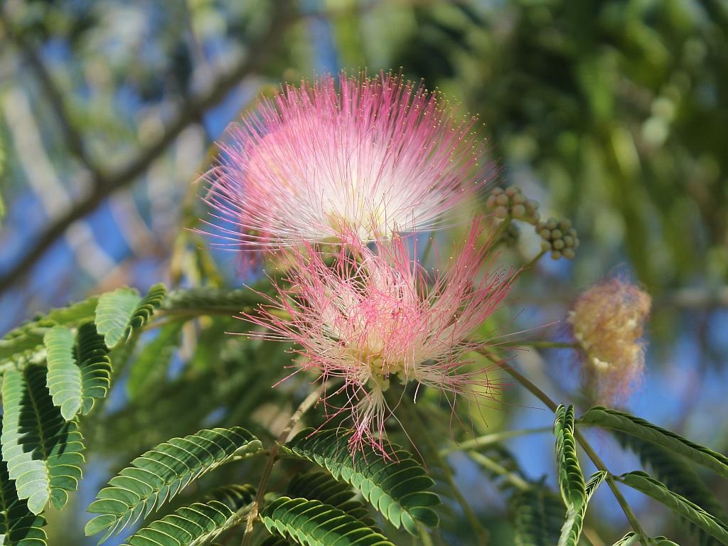 Tree Flower
