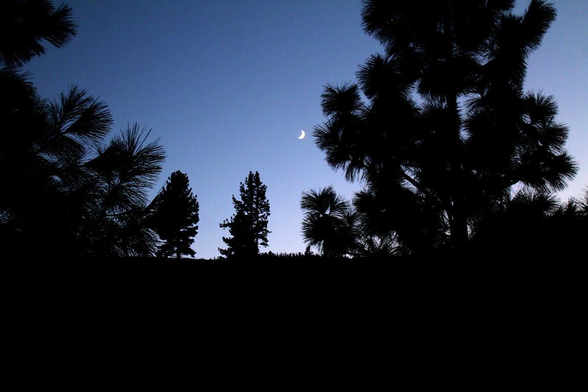 Moonset in the Pines