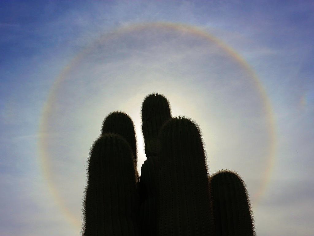 Saguaro with Solar Halo