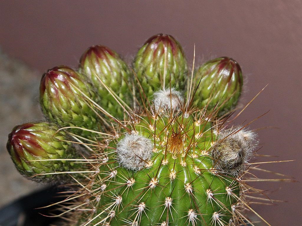 Cactus Buds