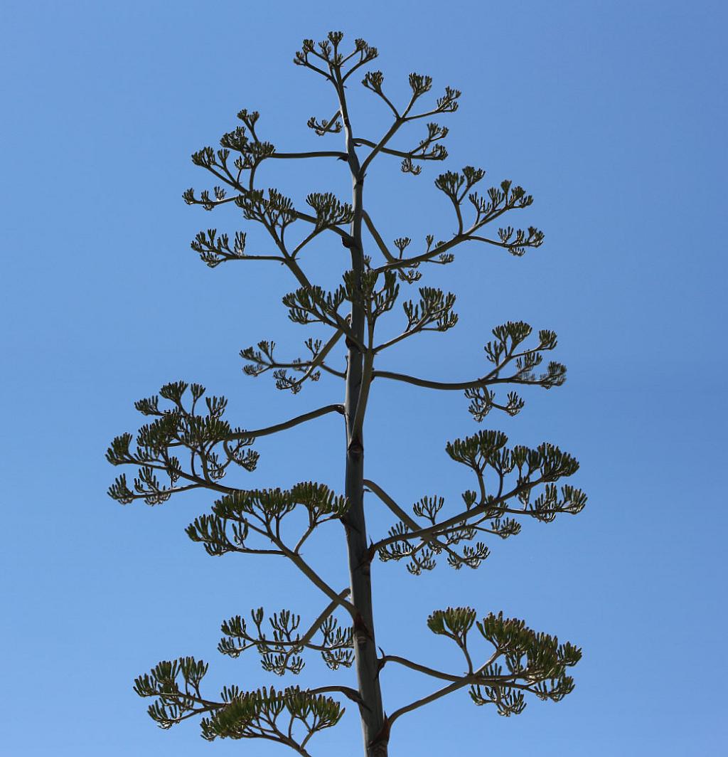Agave Flower Stalk