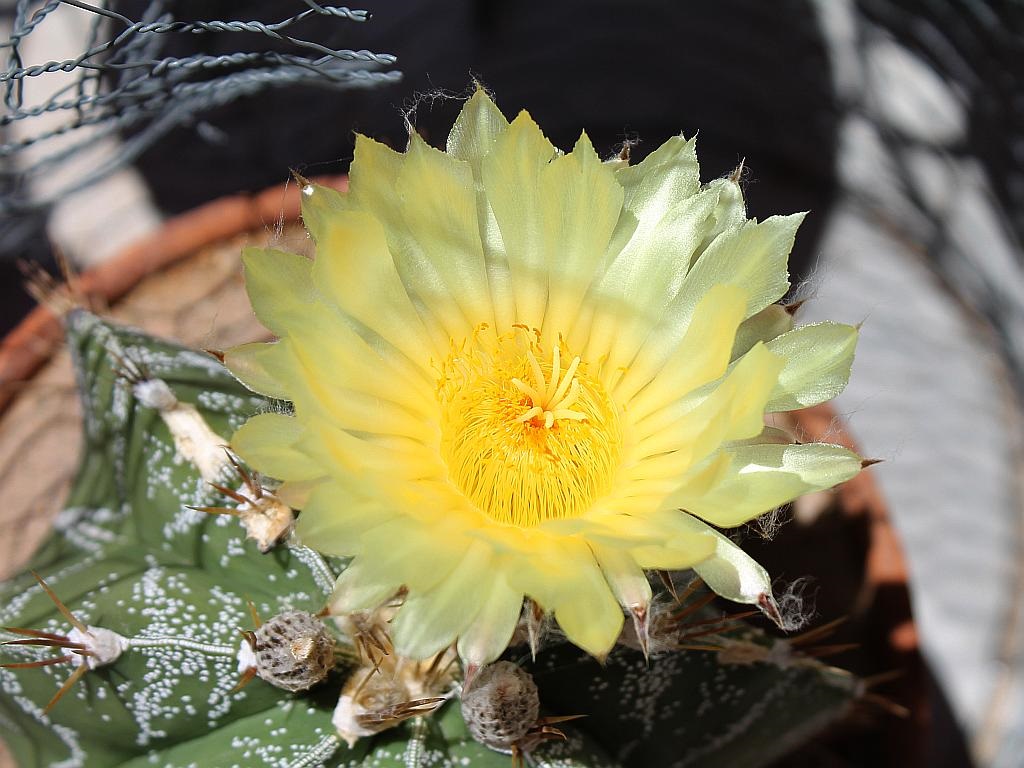 Star Cactus Flower