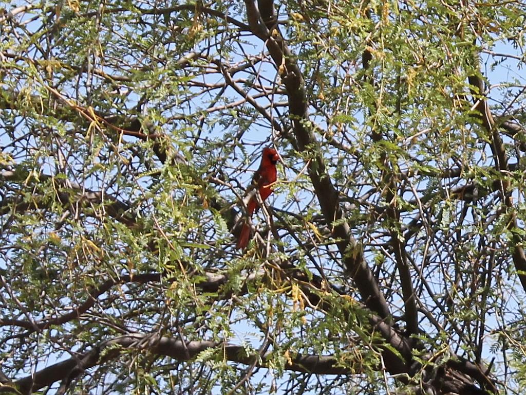 Cardinal in a Mesquite Tree