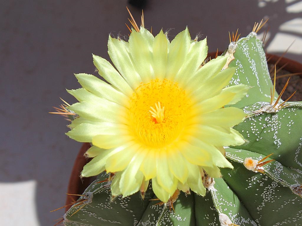 Astrophytum Cactus Flower