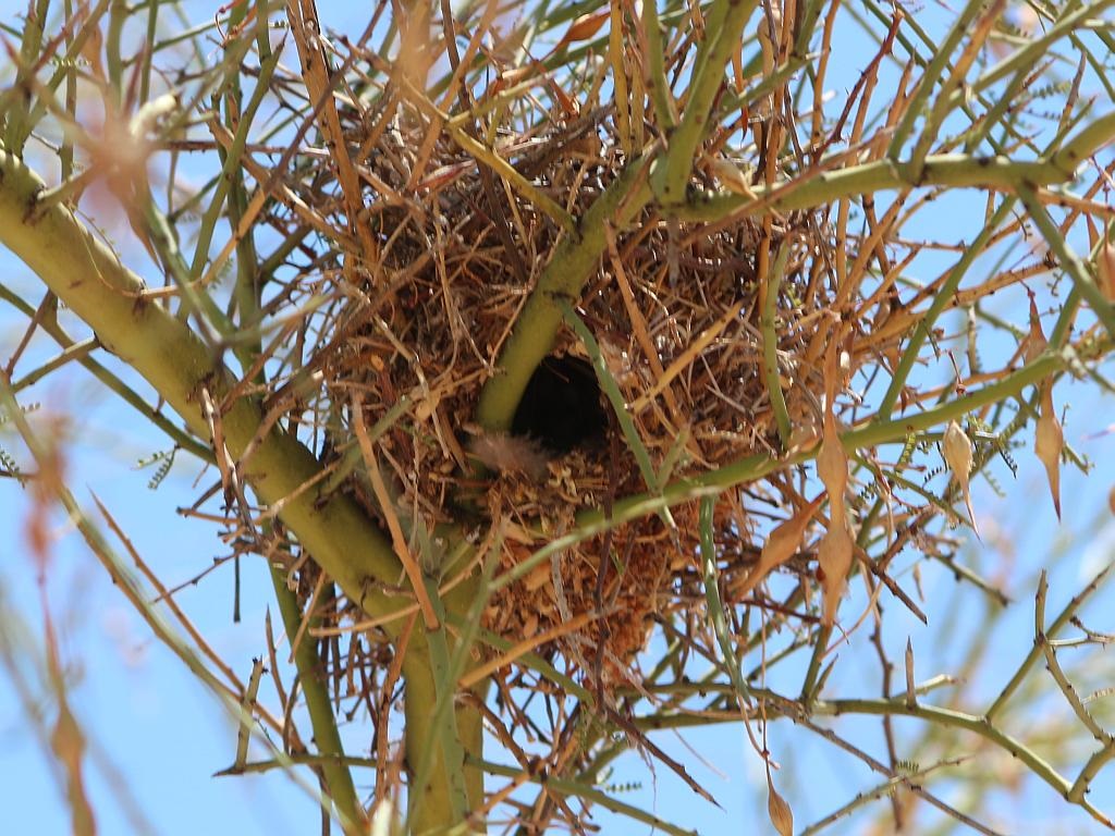 Nest in the Palo Verde