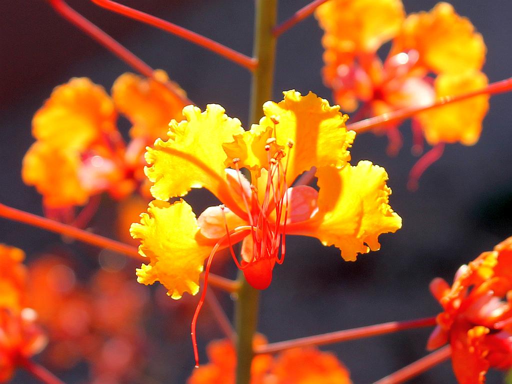 Backlit Barbados Blossom