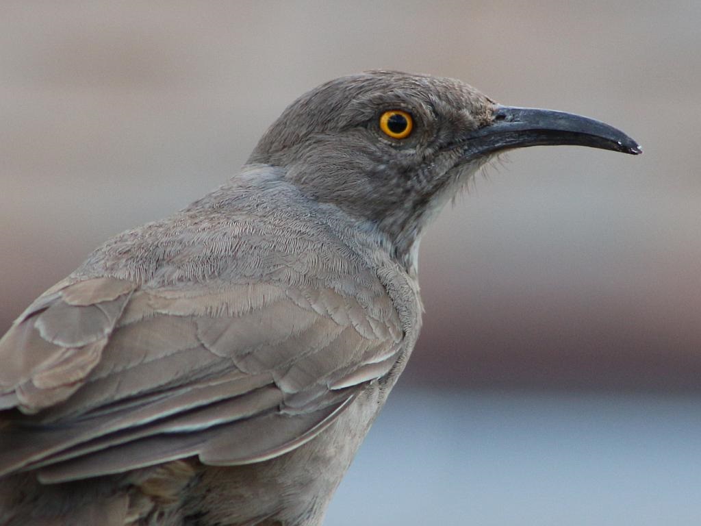 Curve Billed Thrasher