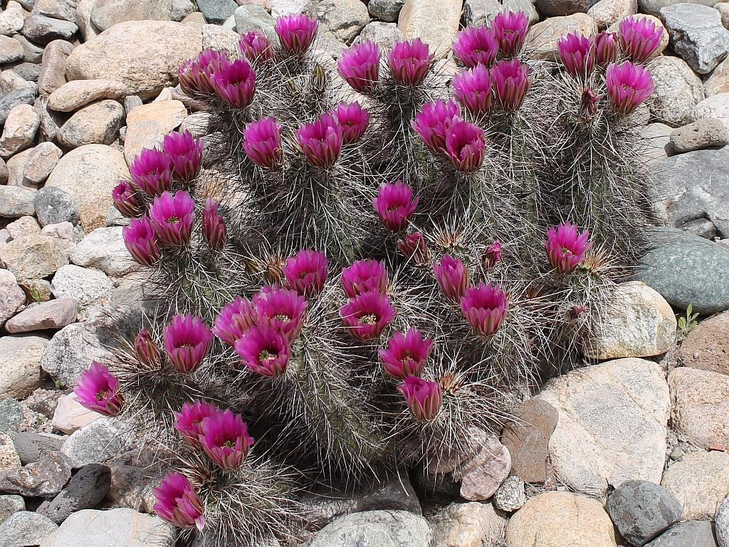 Hedgehog Cactus Flowers