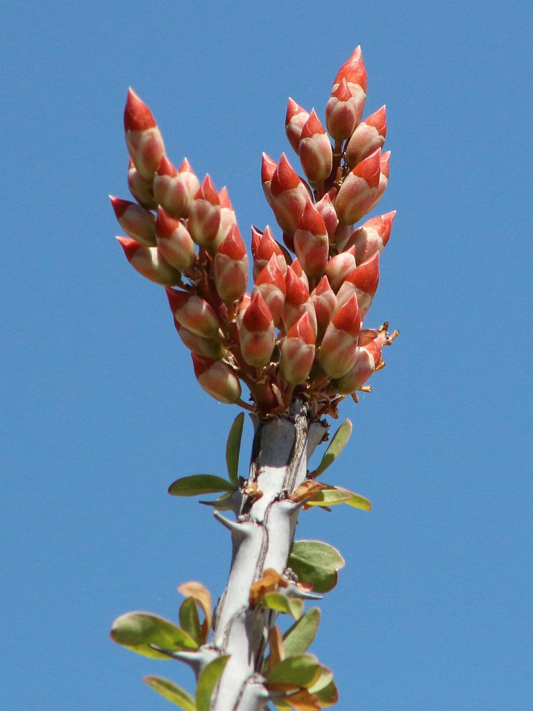 Ocotillo Flower Buds