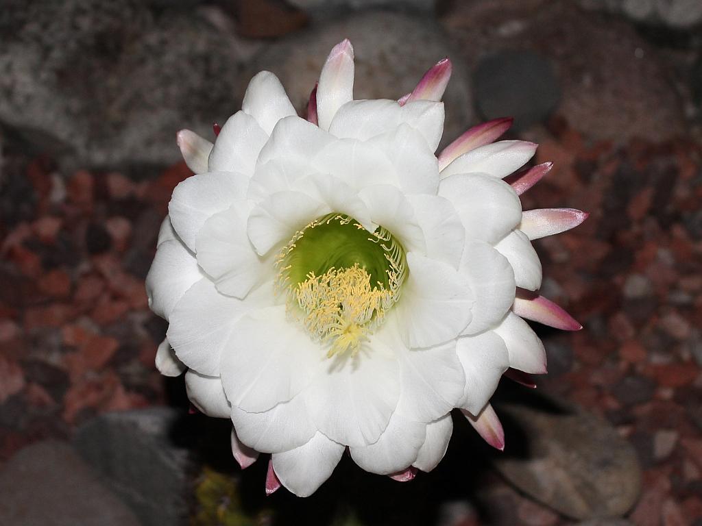 Argentine Giant Cactus Flower