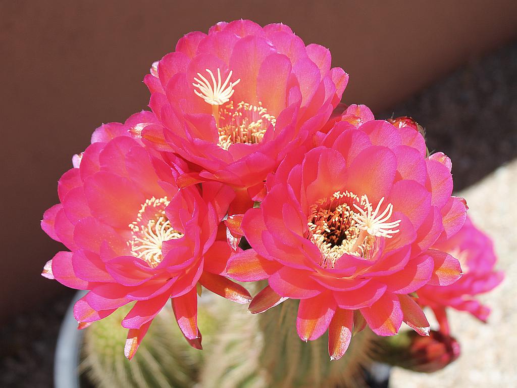 Trio of Hot Pink Flowers