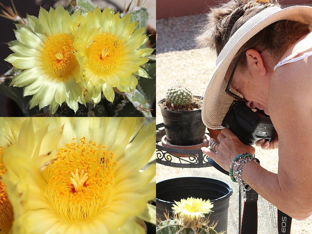 Cactus Flower Photography