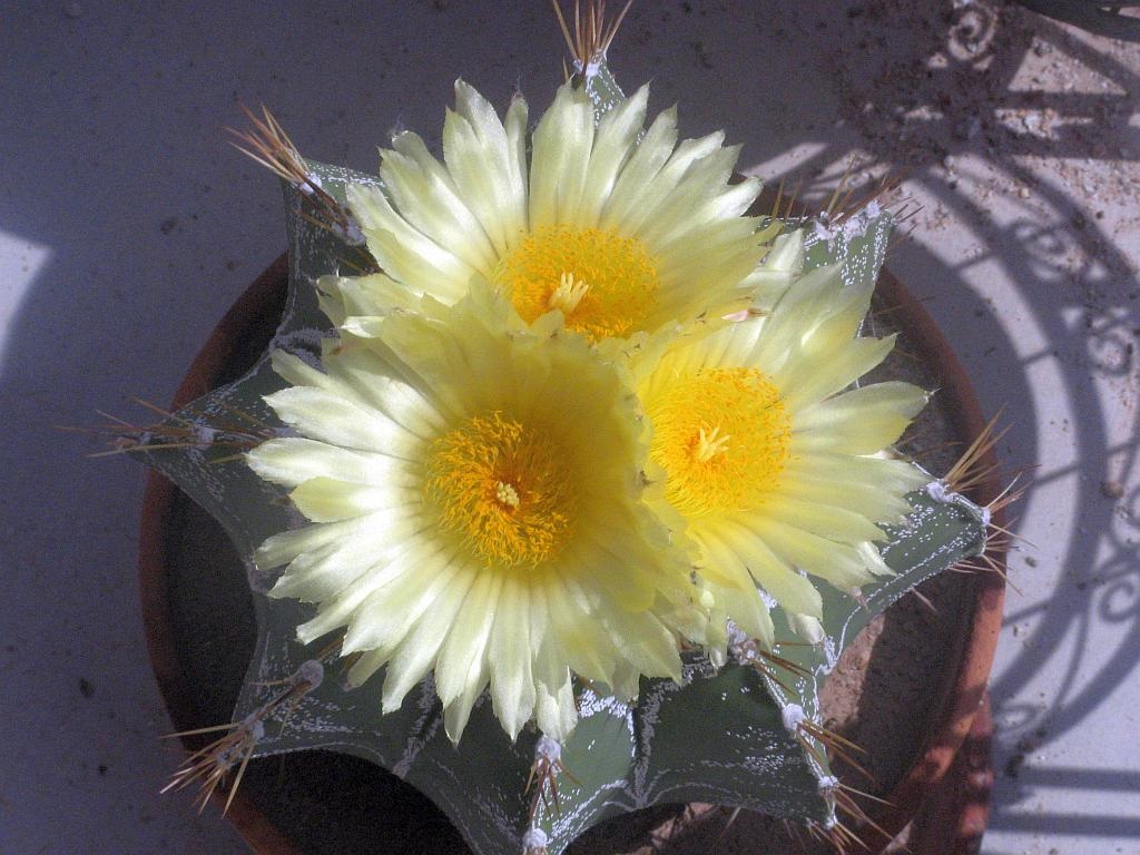 Star Cactus Flowers