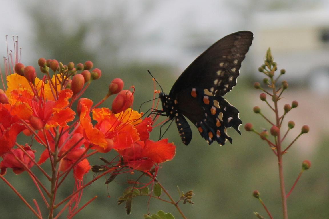 Butterfly Browsing Flowers