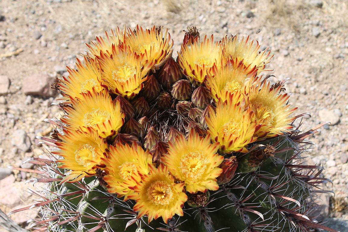 Devil’s Tongue Cactus Flowers