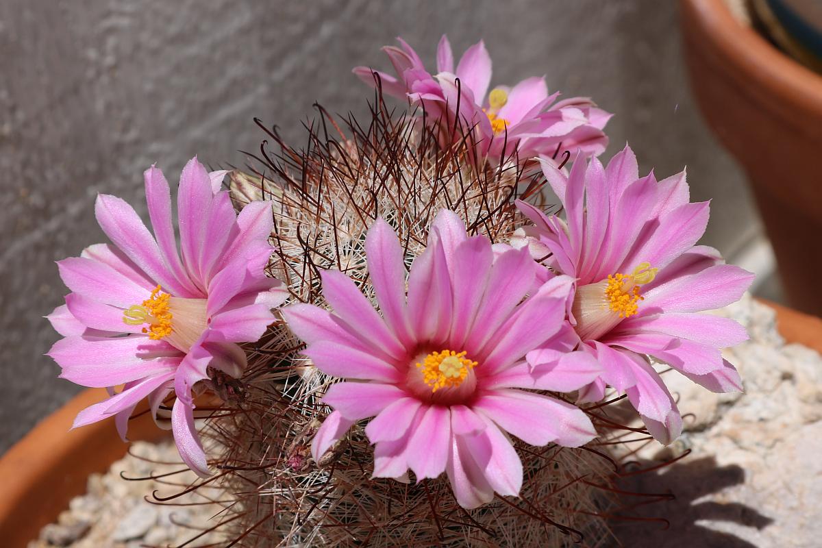 Fishhook Cactus Flowers